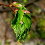 Tilia cordata