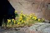 Caltha palustris. Куртина цветущих растений на дерновине в скальной нише. Кольский п-ов, Восточный Мурман, Дальние Зеленцы, северный склон седловины Аварийного мыса. Июль 2003 года.