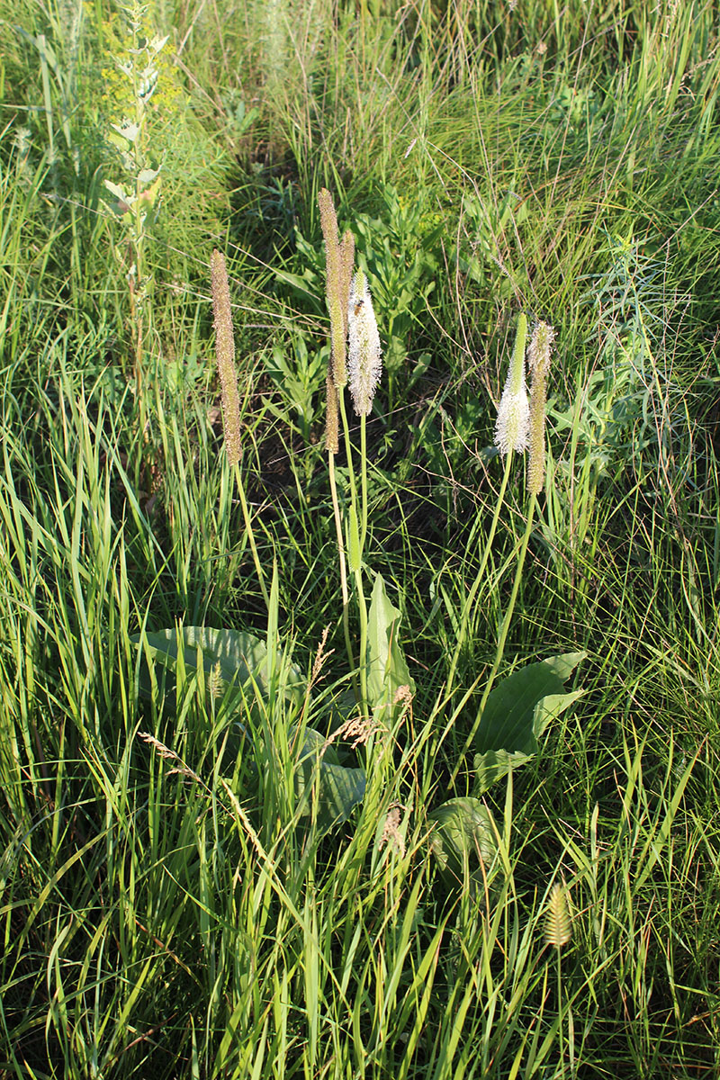 Изображение особи Plantago maxima.