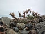 Oxytropis sordida. Отплодоносившие растения. Кольский п-ов, Восточный Мурман, Дальние Зеленцы, южный берег губы Дальнезеленецкая, песчано-валунно-гравийная насыпь над водоводом. 18.08.2016.