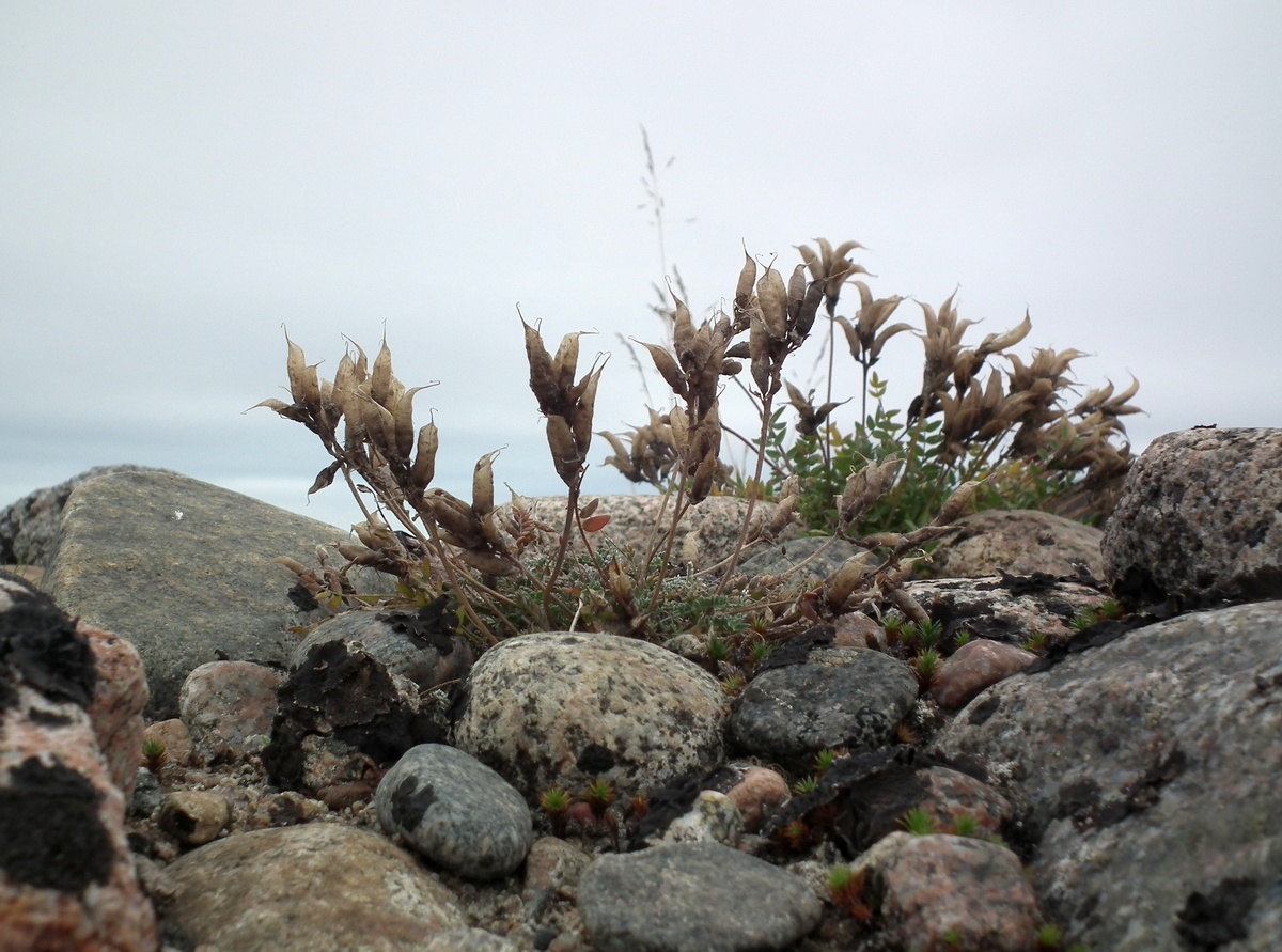 Изображение особи Oxytropis sordida.