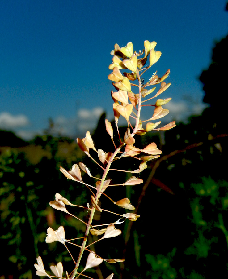 Изображение особи Capsella bursa-pastoris.