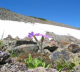 Primula bukukunica