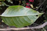 Euonymus europaeus