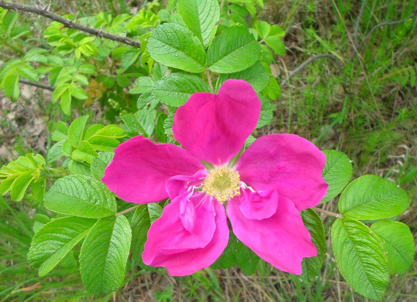 Изображение особи Rosa rugosa.