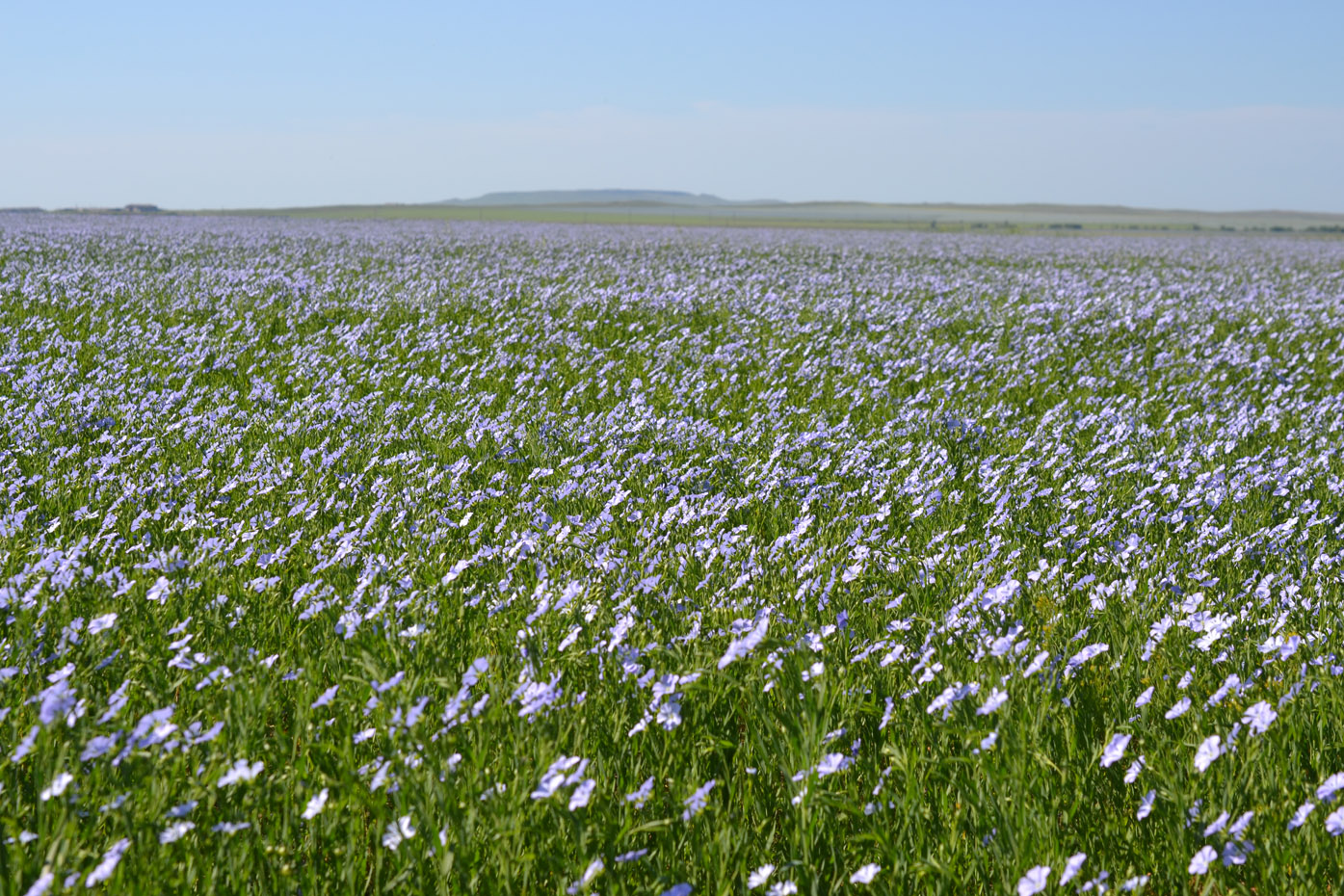 Изображение особи Linum usitatissimum.