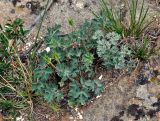 Aquilegia viridiflora