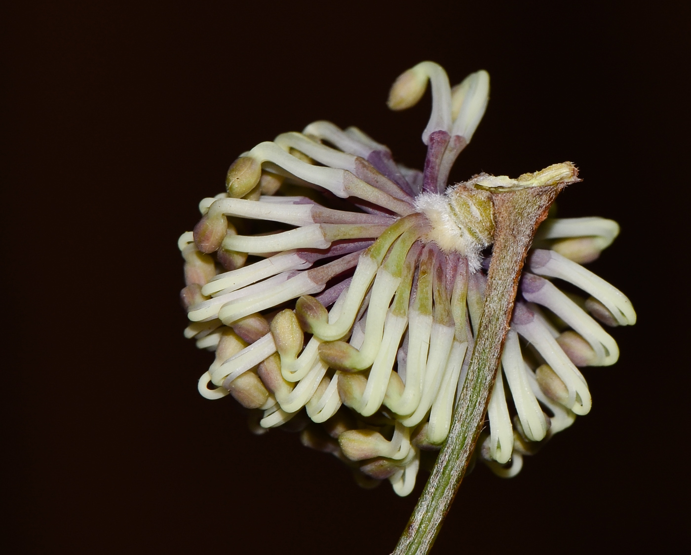 Изображение особи Hakea scoparia.