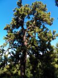 Pinus montezumae. Взрослое дерево. Грузия, Аджария, с. Мцване-Концхи, Батумский бот. сад. 08.09.2017.