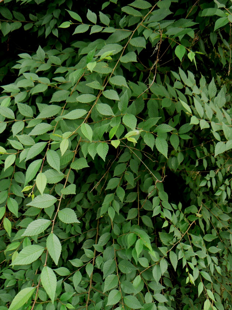 Изображение особи Ulmus pumila.