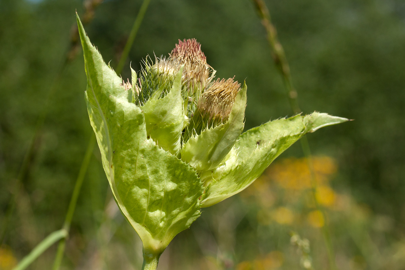 Изображение особи Cirsium oleraceum.