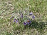 Pulsatilla turczaninovii