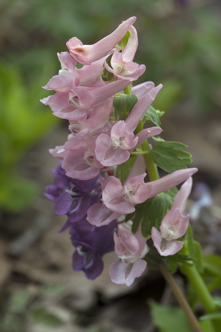 Изображение особи Corydalis solida.