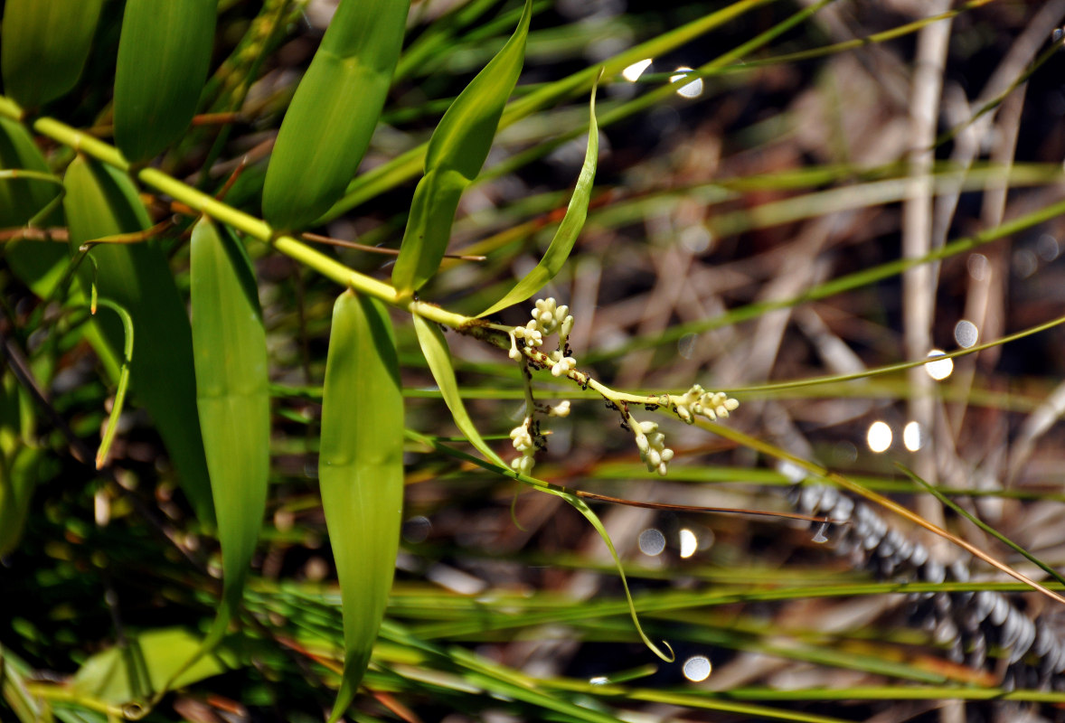 Изображение особи Flagellaria indica.