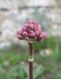 Valeriana tuberosa