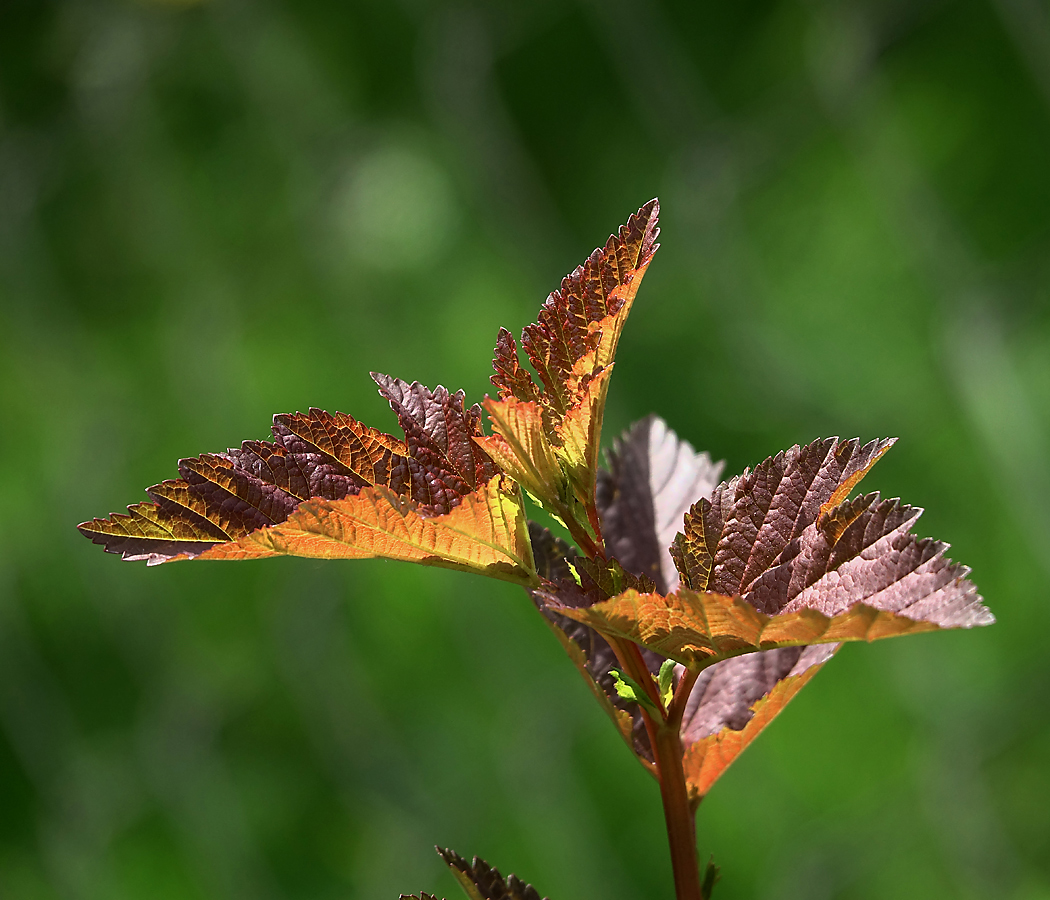 Изображение особи Physocarpus opulifolius.