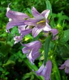 Campanula trachelium