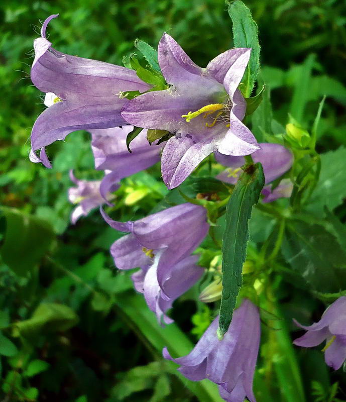 Изображение особи Campanula trachelium.