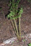 Dryopteris expansa