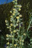 Artemisia macrantha