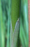 Typha angustifolia. Часть стебля с листовым влагалищем. Республика Адыгея, г. Майкоп, южная окраина, подножие северной оконечности водораздельного хребта Нагиеж-Уашх, луг, небольшой зарастающий водоём. 30.05.2020.