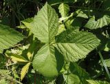 Rubus caesius