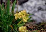 Patrinia sibirica. Соплодие. Челябинская обл., Катав-Ивановский р-н, хребет Зигальга, ≈ 1300 м н.у.м., луговина между камней. 20.07.2020.