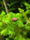 Abies sibirica. Созревающая шишка на ветви. Красноярский край, Тунгусско-Чунский р-н, Государственный природный заповедник \"Тунгусский\", пр. берег р. Подкаменная Тунгуска, каменистый участок. 17.06.2012.