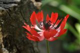 Anemone coronaria