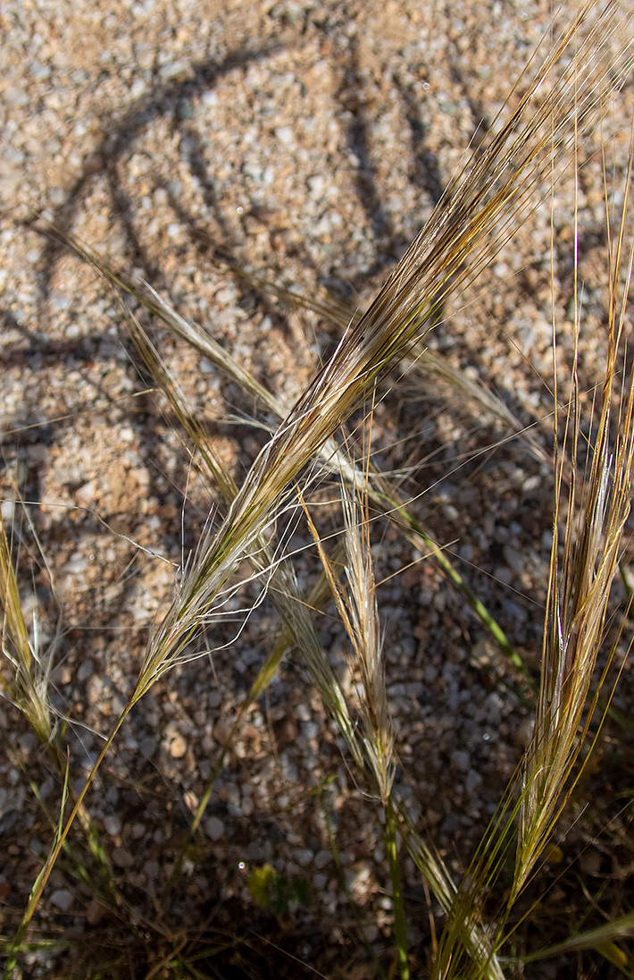 Изображение особи Stipellula capensis.