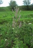 Nepeta nuda