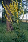 род Verbascum