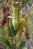 Nepenthes gracilis. Ловчие кувшинчики. Малайзия, штат Саравак, национальный парк \"Бако\". 30.04.2008.