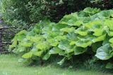 Petasites japonicus. Заросли. Республика Алтай, Шебалинский р-н, с. Камлак, Горно-Алтайский ботанический сад, в культуре. 03.07.2022.