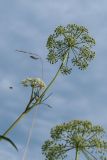 Cenolophium fischeri. Верхушка побега с соцветиями. Мурманская обл., Кандалакшский р-н, с. Ковда; губа Старцева, островок у берега, каменистый приморский луг. 05.08.2022.