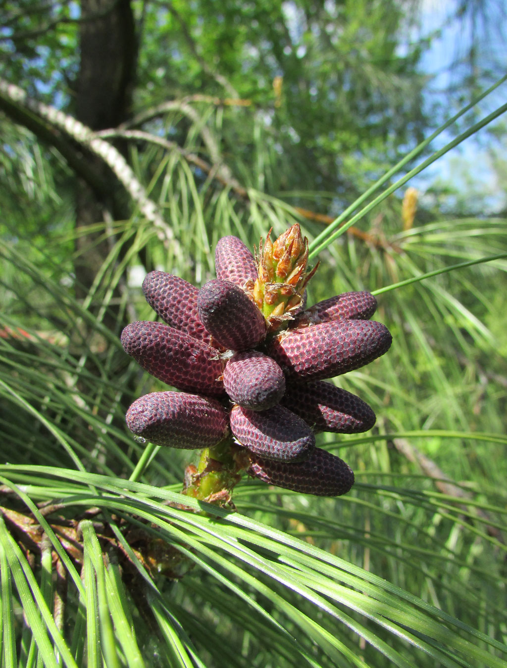 Изображение особи Pinus ponderosa.