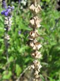 Salvia farinacea. Часть отцветшего соцветия. Южный Берег Крыма, Артек, клумба. 26 июля 2010 г.