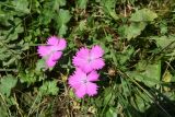 Dianthus caucaseus