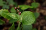 Maianthemum dilatatum