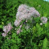 Thalictrum aquilegiifolium. Соцветия. Смоленск, сухой луг на склоне холма. 04.06.2011.