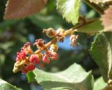 Alectryon tomentosum. Соцветие. Израиль, г. Беэр-Шева, городское озеленение. 01.12.2012.