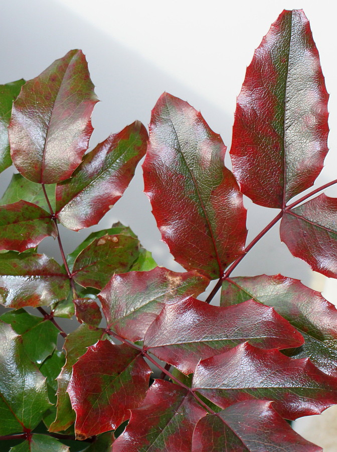 Изображение особи Mahonia aquifolium.