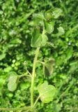 Veronica hederifolia