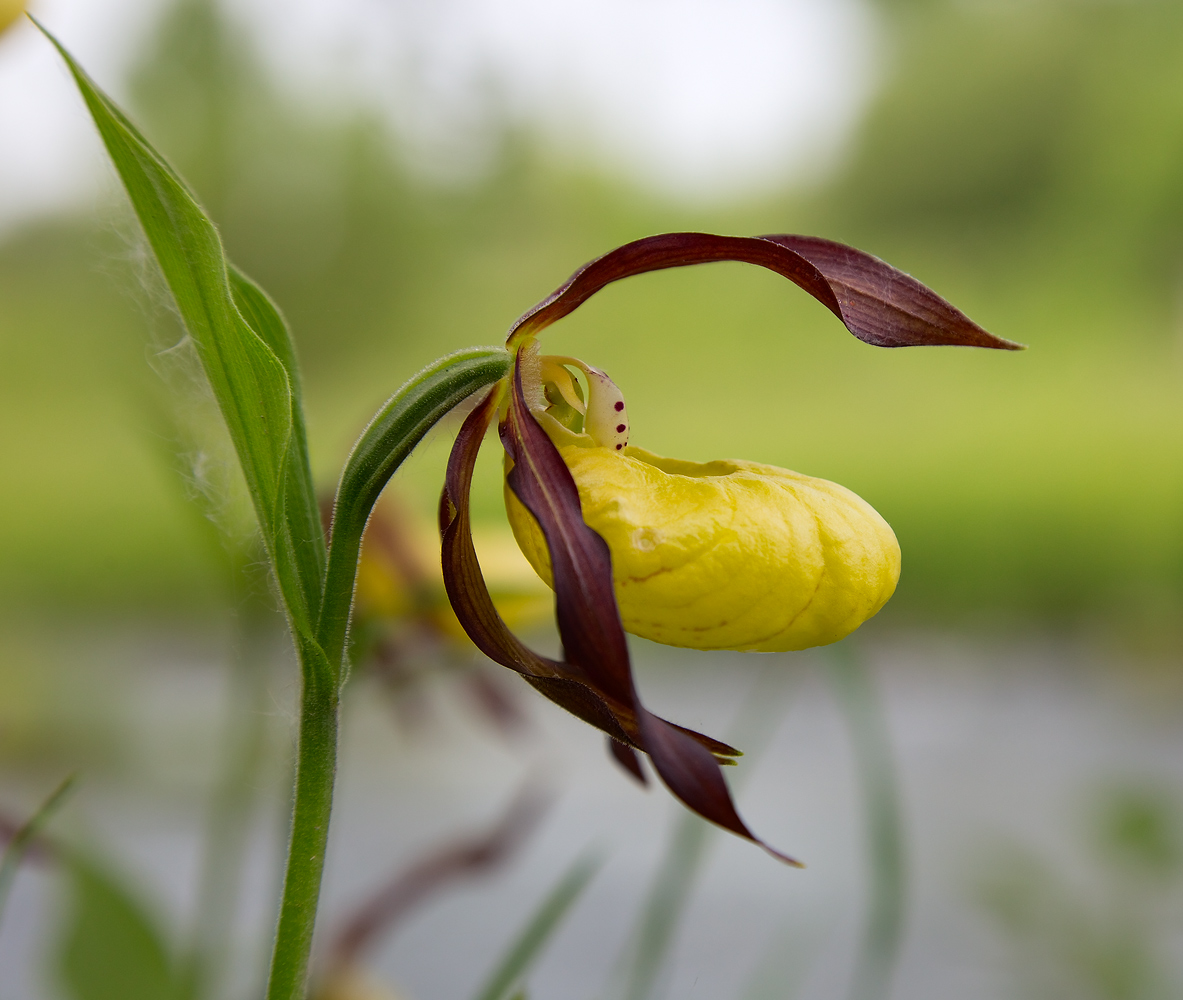 Изображение особи Cypripedium calceolus.