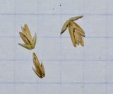 Agropyron dasyanthum