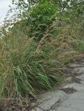 Cymbopogon nardus. Цветущее растение. Таиланд, остров Пханган. 22.06.2013.