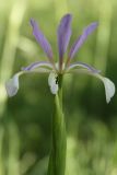 Iris sogdiana