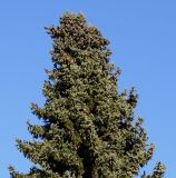 Picea omorika. Верхняя часть кроны с шишками. Германия, г. Bad Lippspringe, в озеленении улицы. 02.02.2014.