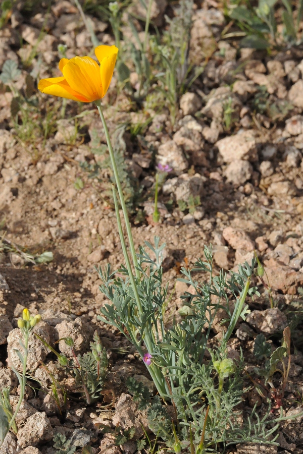 Изображение особи Eschscholzia californica ssp. mexicana.