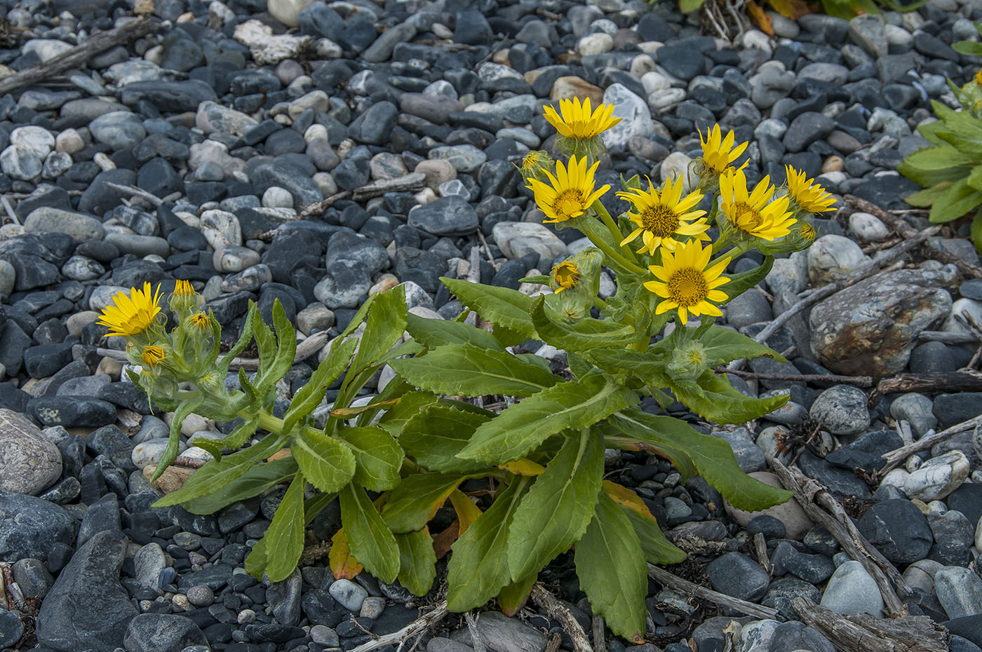 Изображение особи Senecio pseudoarnica.